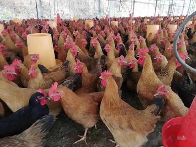 【案例】百色市隆林县这个鸡场用发酵季节性农产品+中草药养出高品质肉鸡,经济效益好