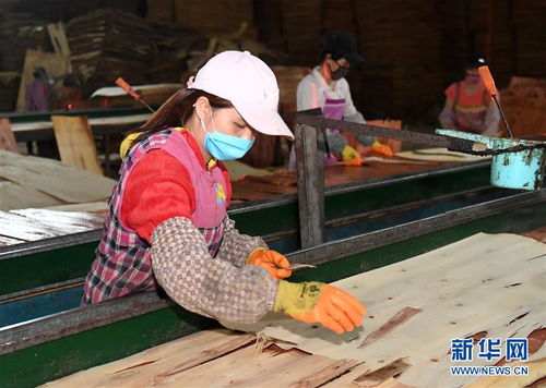 广西隆林 木材产业助脱贫