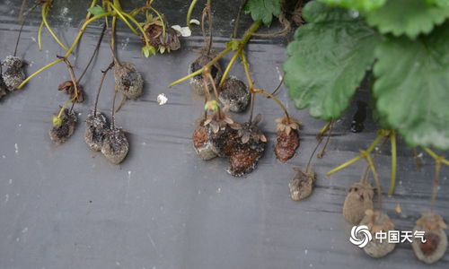 隆林低温阴雨草莓霉变 广西高清图片