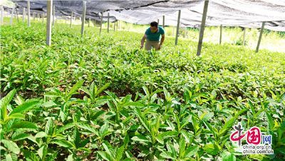 出售隆林进口种苗 芒果苗 新品种水果苗 金煌芒果苗