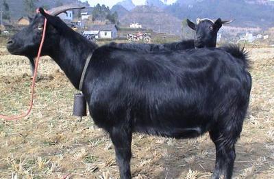 广西百色市平果县土特产有哪种 广西百色平果美食排行榜前十