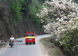 广西隆林 又是油桐花开时 组图