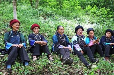探秘隆林之这里有棵古茶树!当地人还为它过起了一个节