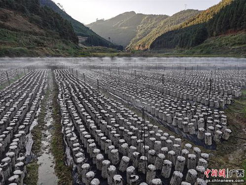 农发行广西区分行驻村工作队员勤练五项基本功 助力隆林乡村振兴