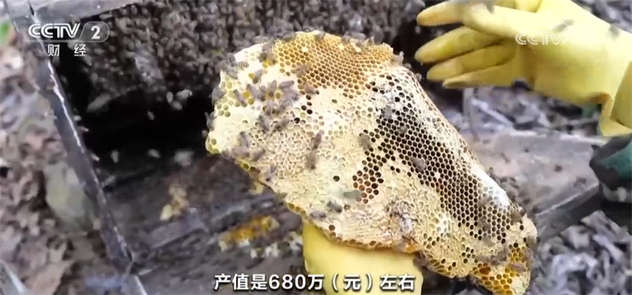 林下养蜂助农增收 “蜜”得先机中生态、收益“双赢”