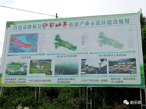 广西隆林山茶油 天然醇香，健康之选