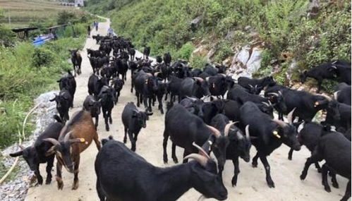 百色各县市区特产一览——隆林篇