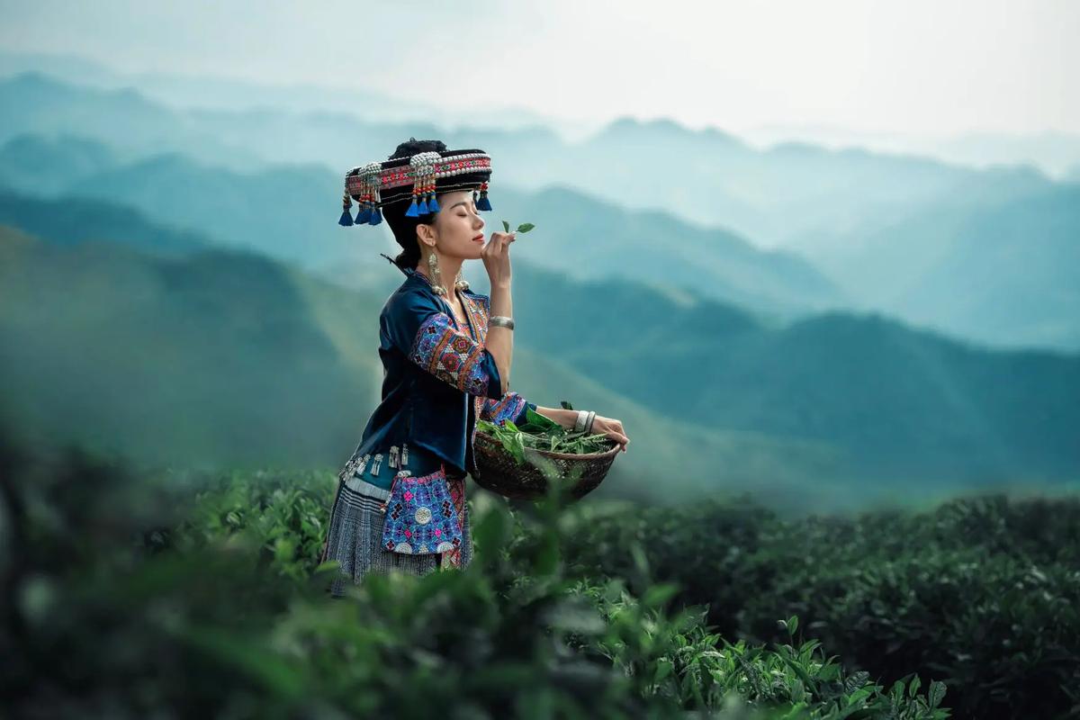 隆林茶山上的苗家妹子 民族服饰与文化交融的迷人风采