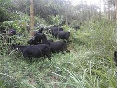 隆林土鸡——广西草根牧业的绿色珍品