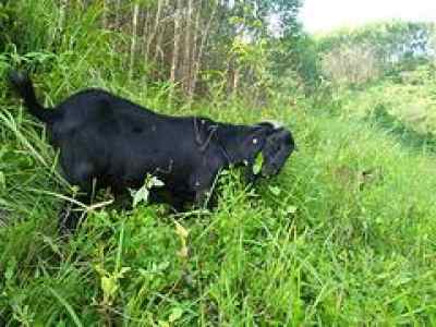 广西双星 马山黑山羊与隆林黑山羊的品味与选择指南