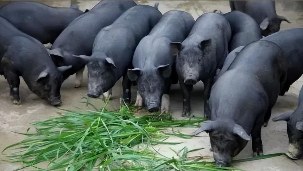 隆林瑰宝 中国地理标志农产品广西百色篇